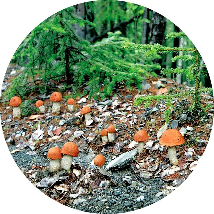 Što učiniti kada ima mnogo gljivične infekcije